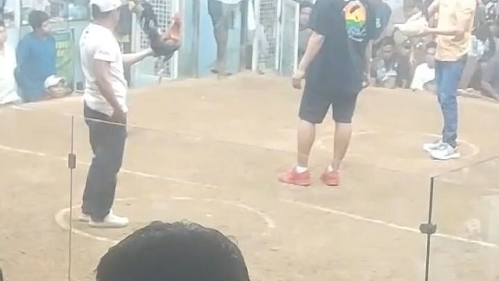 Boss P lahing musang.ph!ito ang binahagi ko noon sa kanya 2months old nung binigay ko sa kanya.