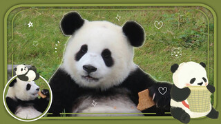 这颜值在熊猫中属于什么水平？