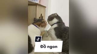 Anh em tương tàn vì đồ ngon ngon meo cat catsoftiktok