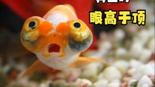 A fish that looks up to the emperor!