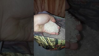 DYMA |ASMR RAW RICE EATING |Makan Beras | asmrrawriceeating| #asmrsounds  #asmr #shorts #mukbang(3)