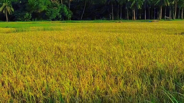 #ricefield #jiabong samar