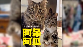 阿呆永远很呆，阿瓜是个小恐龙‼️
