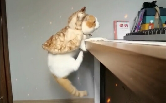 小肥棍来咯～