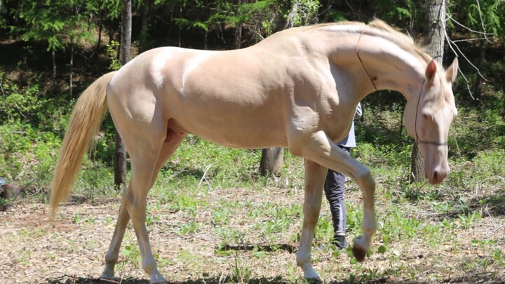 A truly authentic Akhal-Teke! The most valuable Yulong foal in China—come take a look; you'll never 