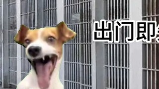 [Meme Kucing] Tentang kembali dari Australia dan dimusnahkan oleh ibunya dan menjadi gangster