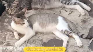 dua kucing bandel lu prema kucing d lingkungan ku penerus king oyen