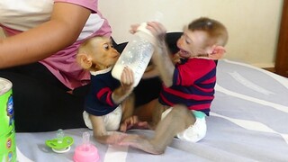 OMG! Adorable Monkey Maki Shout angry Small Poor Baby Maku grabbing bottle milk of him