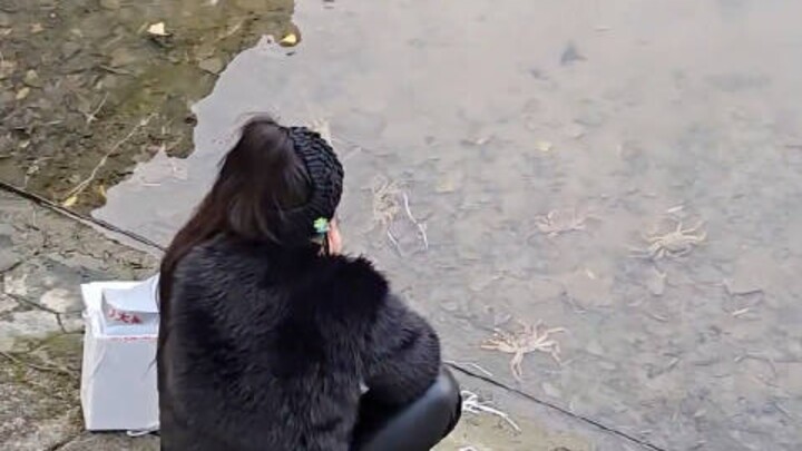 Namo Amitabha! A female Bodhisattva released Chinese mitten crabs into the little river beneath the 