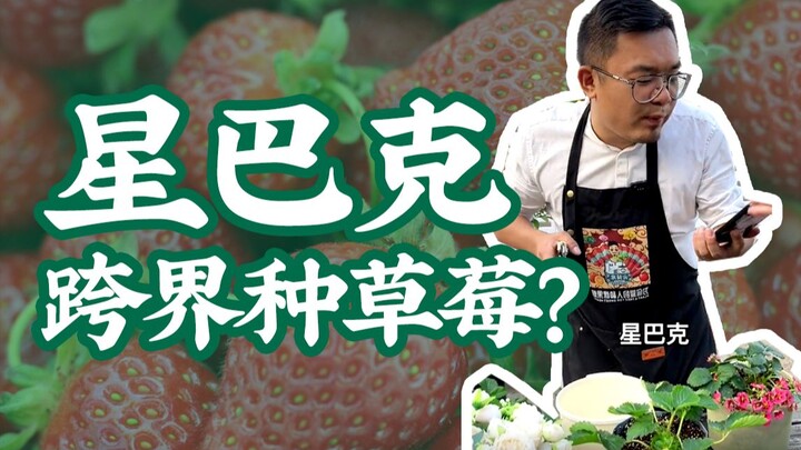 What? Starbucks is branching out into strawberry farming? Watch the video and you’ll get it...