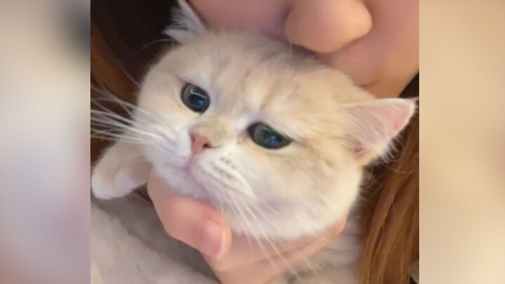 Cat: “If it weren’t for a couple of bowls of cat food…”