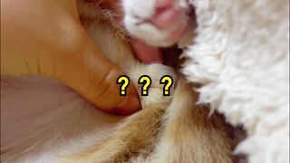 يبدو أن الطفل ينقصه عضو واحد، هل هذا طبيعي برأيكم؟