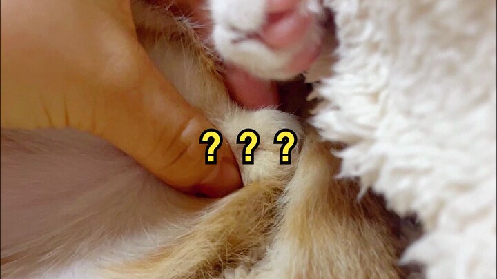 孩子好像少了个器官，想请问这正常吗？