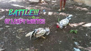 Leapy Whites Full Bros.   SPAR!!    JRP Gameyard