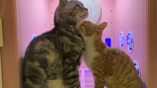 A Record of American Otakus Bullying a Chinese Lolita