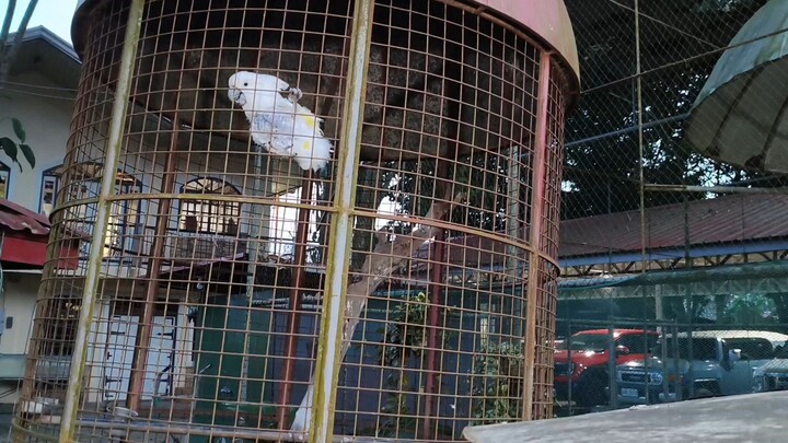 Parrot talking
