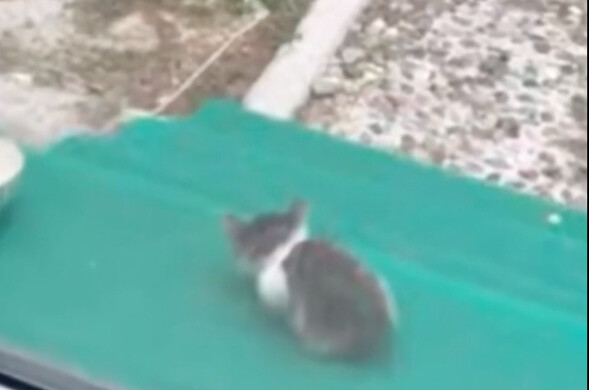 Mom Cat: Does he really not want any of them? Is my baby a bad cat?