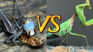 [Counterattack from the Rear] Chinese Mantis vs. Elegant Bush Cricket: Does going first really guara