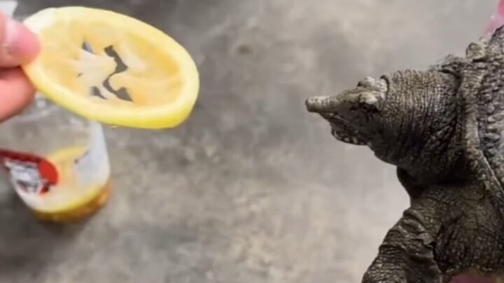 Thế là hỏng rồi, sơ ý ninh luôn cả “tiền bối” mất...