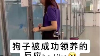 Phản ứng của chú chó khi được nhận nuôi thành công. Mong rằng tất cả các bé cún đều có một mái nhà, 