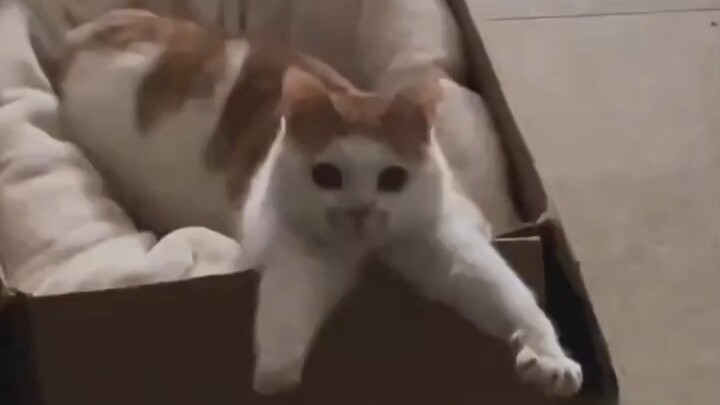แมว: ยังไม่มาอุ้มฉันเลยเหรอ?
