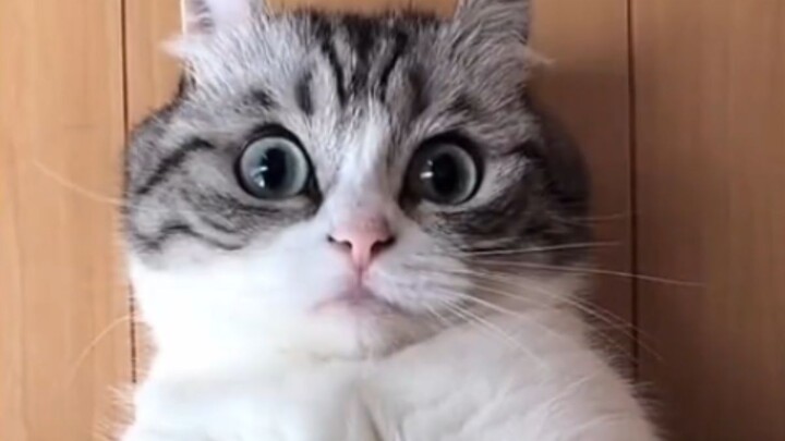 "Silakan tag orang yang paling lucu dan menarik untuk melihatnya"