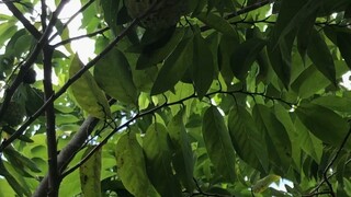 Atis