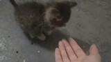 Chị gái tôi ở cùng cộng đồng nhìn thấy một chú mèo con bị bỏ rơi trên đường đi mua thức ăn, sau đó l
