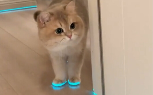 When I put glowing shoes on my cat