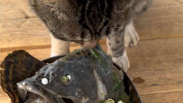 Daily Fishing Platform Life on Hailing Island