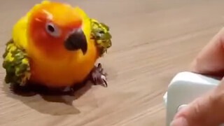 The measuring tape that Jiujiu was playing with was suddenly taken back by its owner... Jiujiu was s