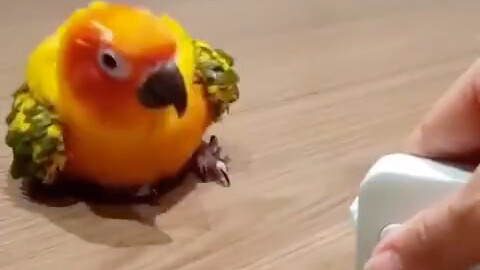 The measuring tape that Jiujiu was playing with was suddenly taken back by its owner... Jiujiu was s