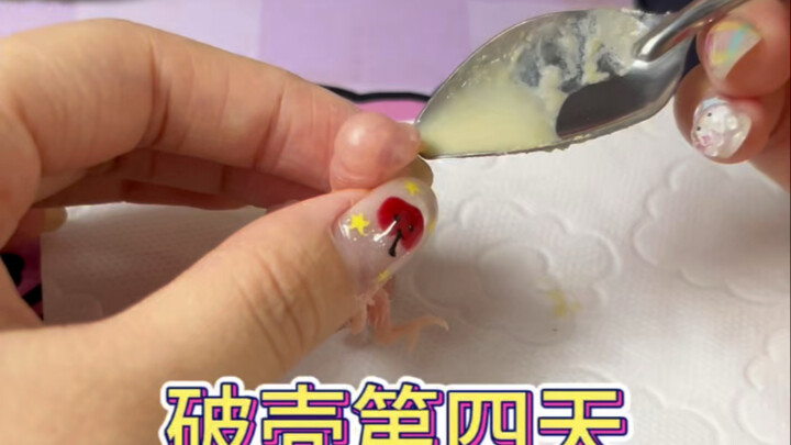 If you’re tired of life, why not try hand-raising a parrot for 0 days? Thanks, everyone!