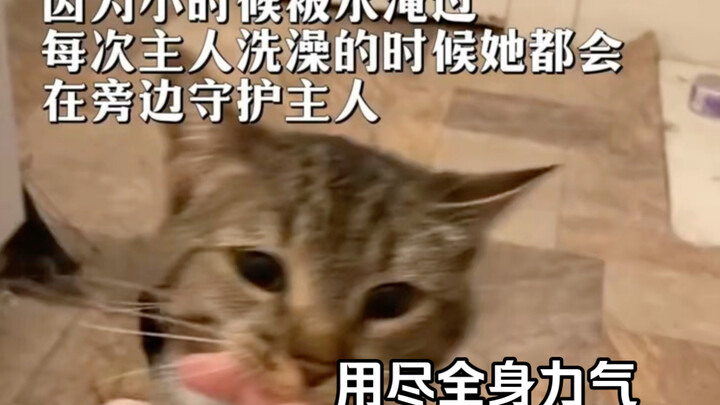 Mèo Mèo: Nỗi sợ khiến tôi nhút nhát, nhưng tình yêu giúp tôi vượt qua mọi thứ.