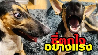 หมูทะสุดเซ็ง แป๊ปซี่ตกใจอย่างแรงกลางไลฟ์ OMG! แม่คุณสาวแป๊ปซี่