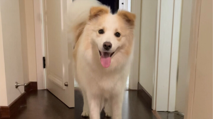 Di rumah ada dua anjing dan satu kucing