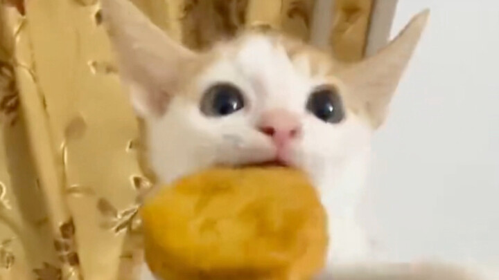 น้องแมวกินนักเก็ตไก่!