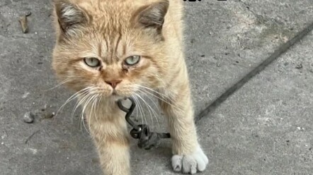 It’s said in the martial arts world: any cat that can be tied up isn’t no pushover! #TiedUpCat #Funn