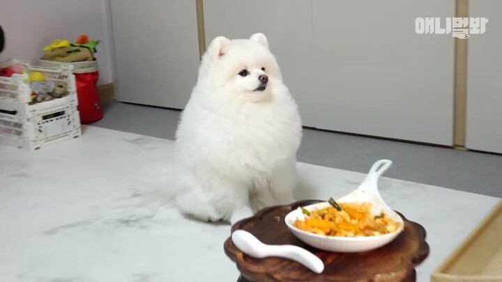 [Trang trại động vật | Ẩm thực] Vlog ăn uống của chó Pomeranian: Gà xào phô mai Chuncheon – Trổ tài 