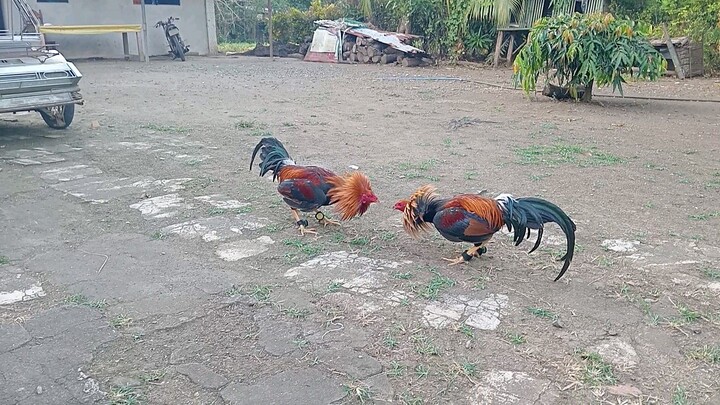 Golden boy vs 5k sweater