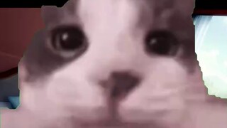 (Cat meme) About the fact that I have 100,000 cyber brothers and sisters who want to help me marry t