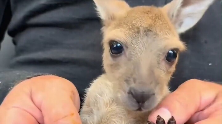 Vuốt ve kangaroo là cảm giác thế nào? Phản ứng của chúng thật đáng yêu quá!