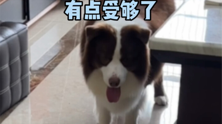 The moment Yuzai’s tail droops down is seriously hilarious lol.