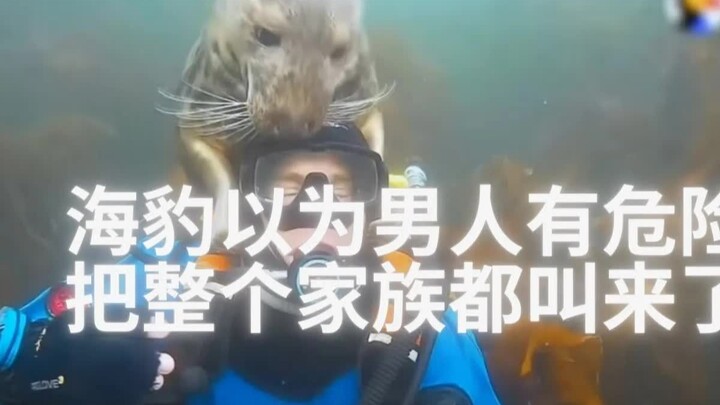 من أجل إنقاذ شخص ما، جلبت الفقمة الصغيرة كل أفراد عائلتها من الفقمات.