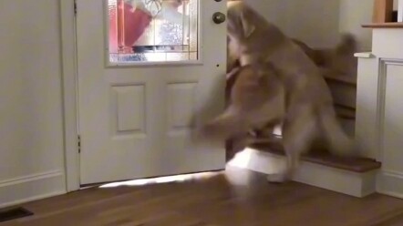 Anjing Penenang: Jangan menangis lagi, ya!