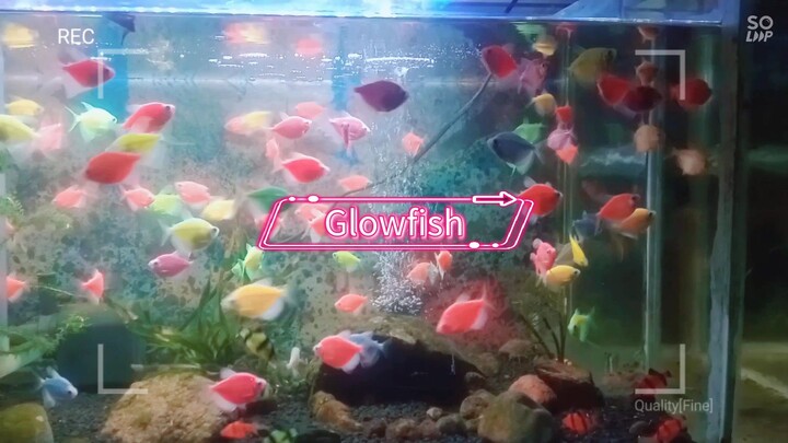 Obat stres, si cantik warna warni "Glowfish"