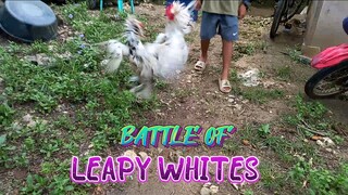 Spar! Leapy Whites Full bros. @ 6 months.    JRP Gameyard