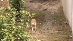 cat steals chicken breast every day