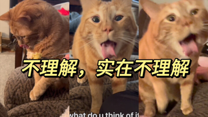 Kucing: Makanan manusia yang menakutkan, bagian mulut...