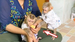 Princes Maya Stand Up Request Food From Brother Zono, Baby Monkey Maya Look Very Hungry